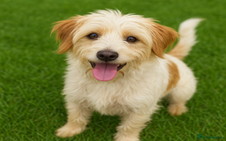 Mixed Breed dogs for sale: Jug puppies - Image 14