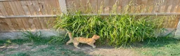 Domestic Shorthair cats for sale: Nemo our ginger tabby male. - Advert 2