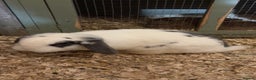 Mini Lop rabbits for sale: Beautiful colour mini lop rabbits  - Advert 9