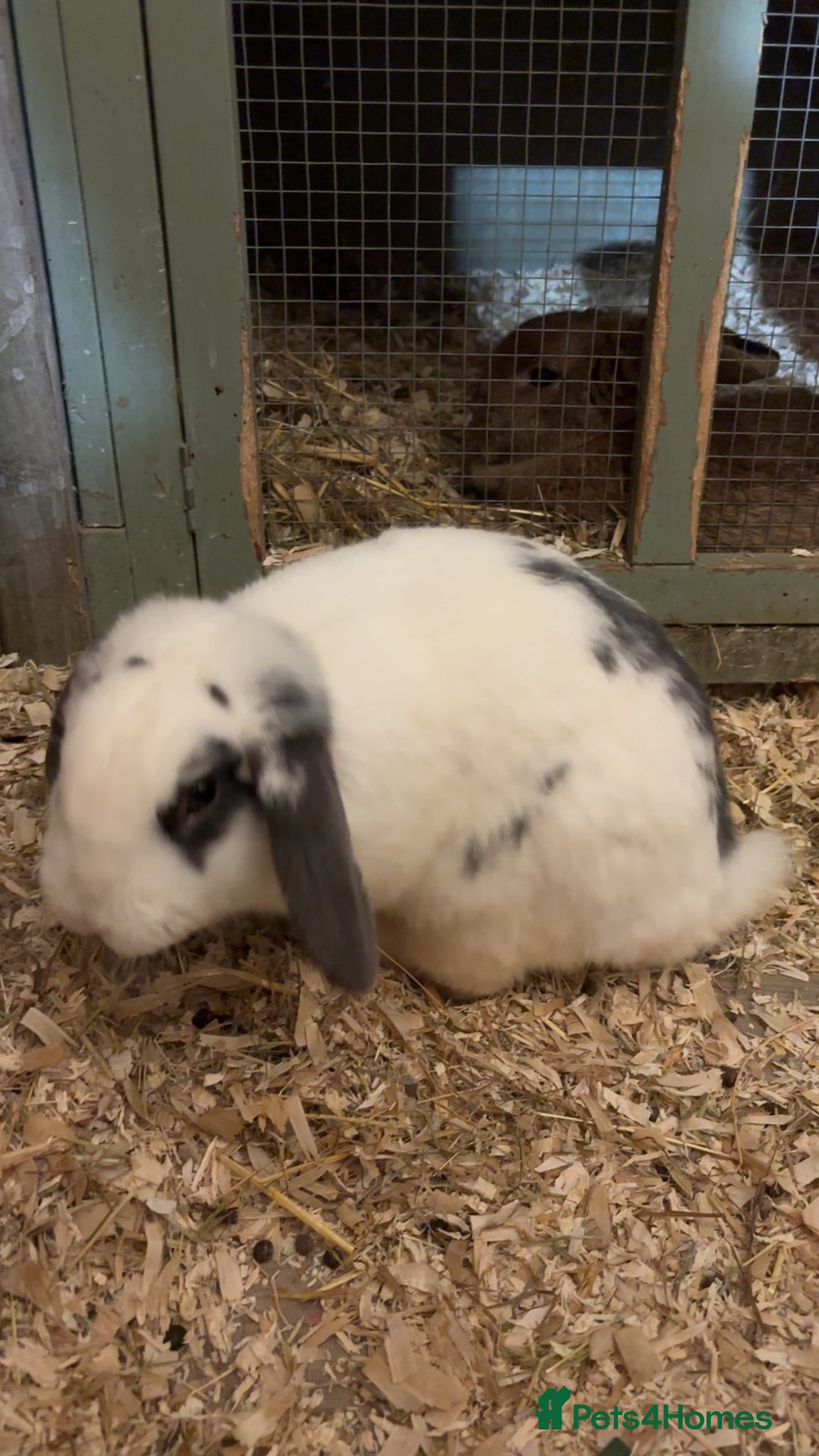 Mini Lop rabbits for sale: Beautiful colour mini lop rabbits  - Advert 9