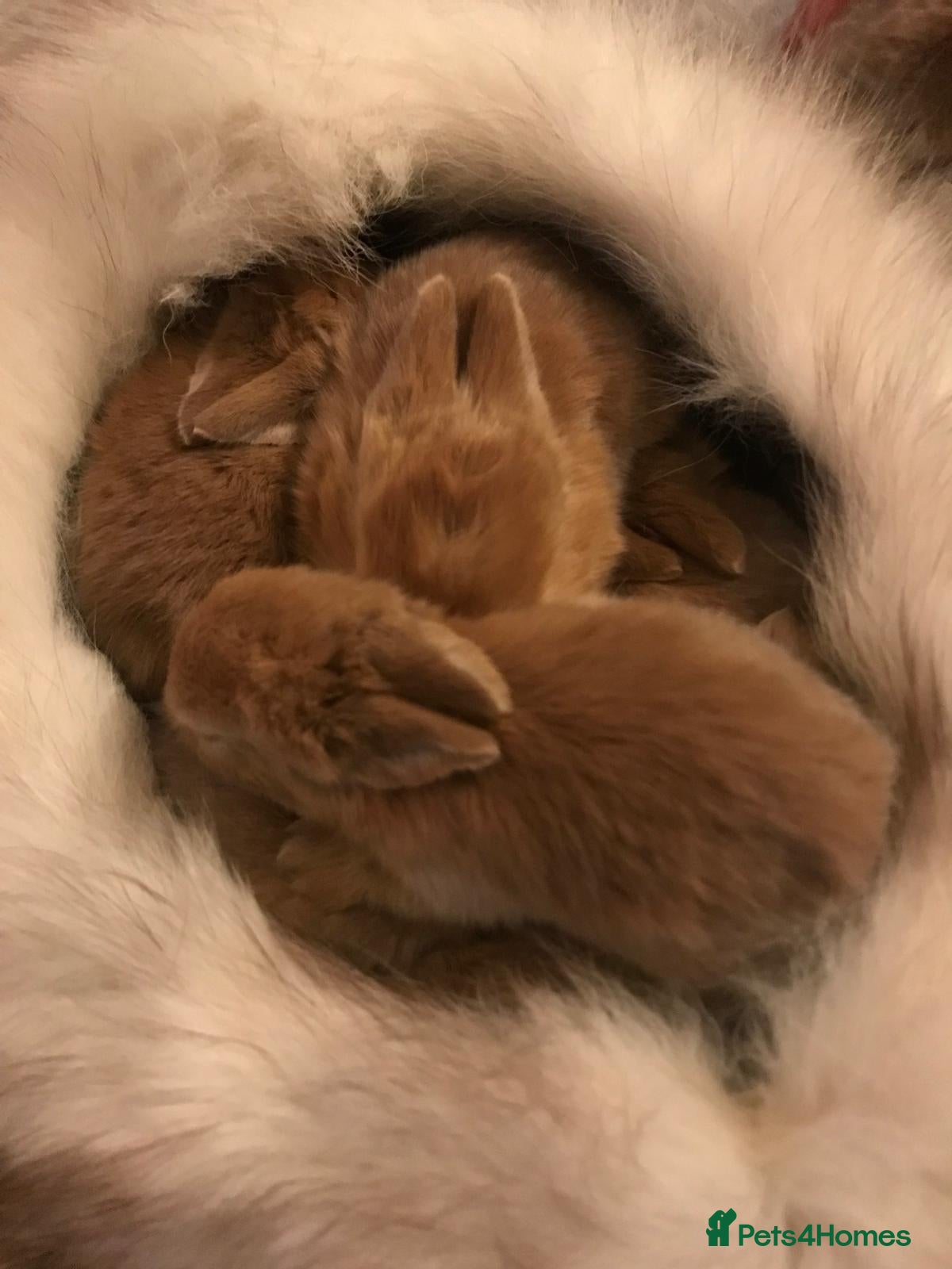 English rabbits Rabbits for sale 🐇🐰 - Advert 3