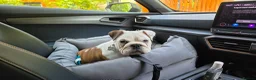 English Bulldog dogs for sale: Bulldog for permanent adoption URGENT - Advert 8