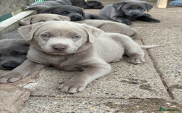 Labrador Retriever dogs for sale: Beautiful Silver & Charcoal KC Labs - Image 7