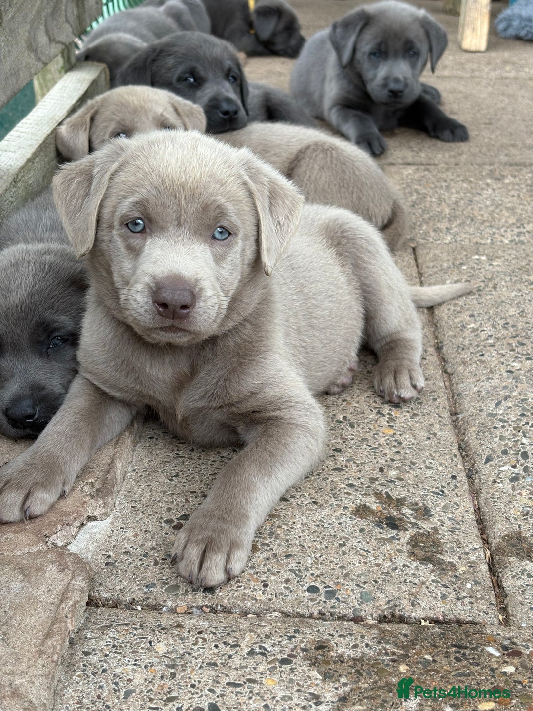 Labrador Retriever dogs for sale: Beautiful Silver & Charcoal KC Labs - Image 7
