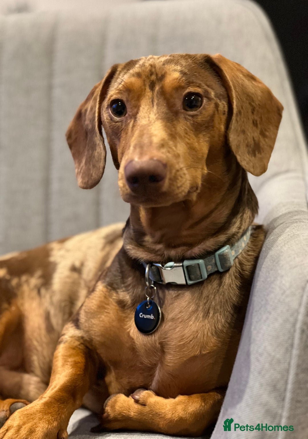 Dachshund dogs for stud: Extremely Handsome Dapple Dachshund - Advert 1