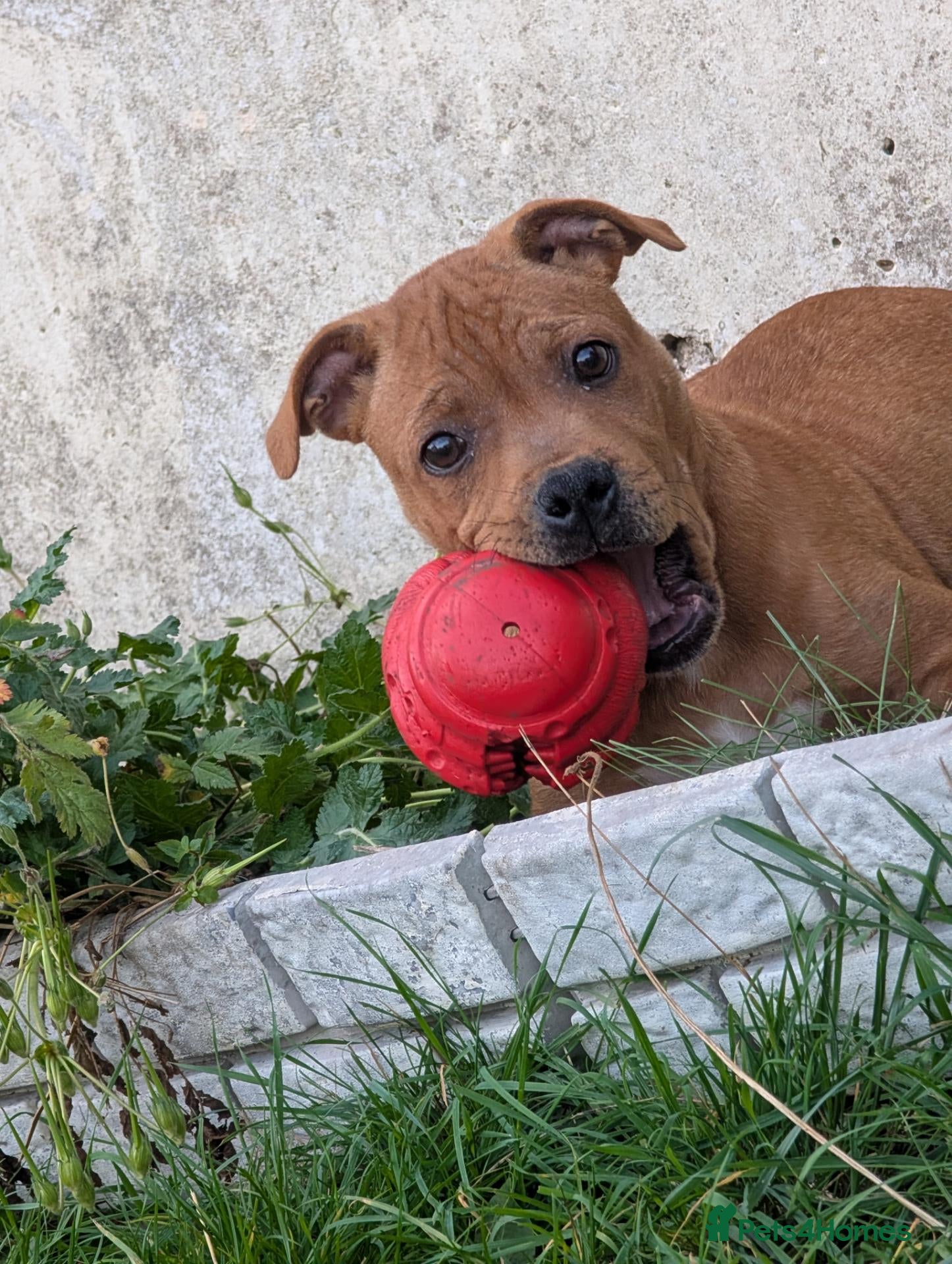 Staffordshire Bull Terrier dogs Red Staffordshire bull terrier male  - Advert 5