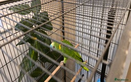 Parrots birds for sale: Quiet Blue Fronted Amazon Parrot - Image 9