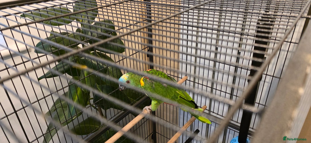 Parrots birds for sale: Quiet Blue Fronted Amazon Parrot - Image 9