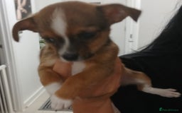 Chihuahua dogs for sale: Ready now 3 chihuahua boys looking for their home - Image 6