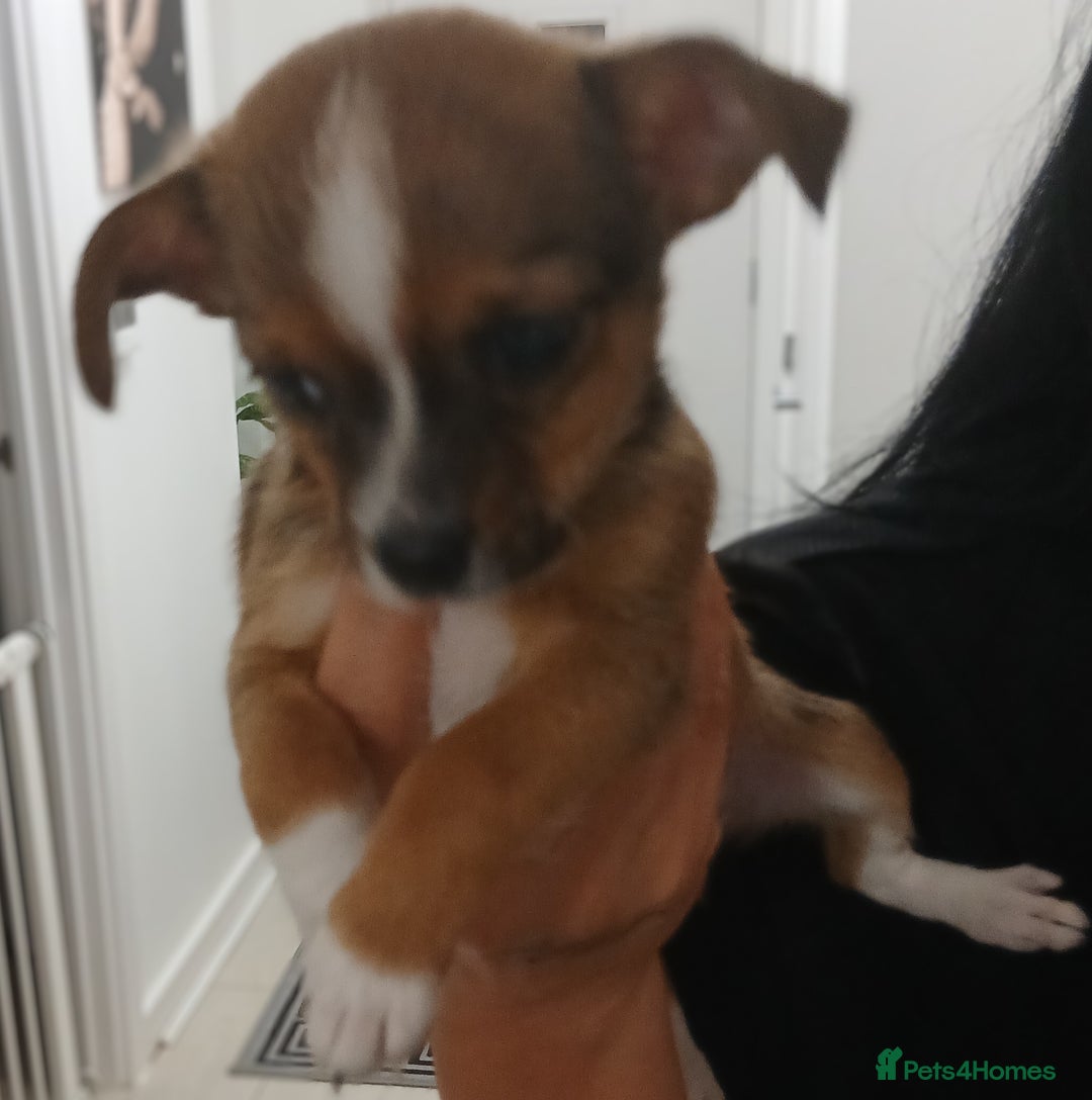 Chihuahua dogs for sale: Ready now 3 chihuahua boys looking for their home - Image 6