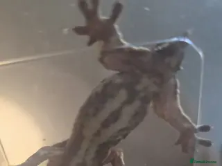 Mixed Breed reptiles Reptiles - Individual prices in description - Advert 22