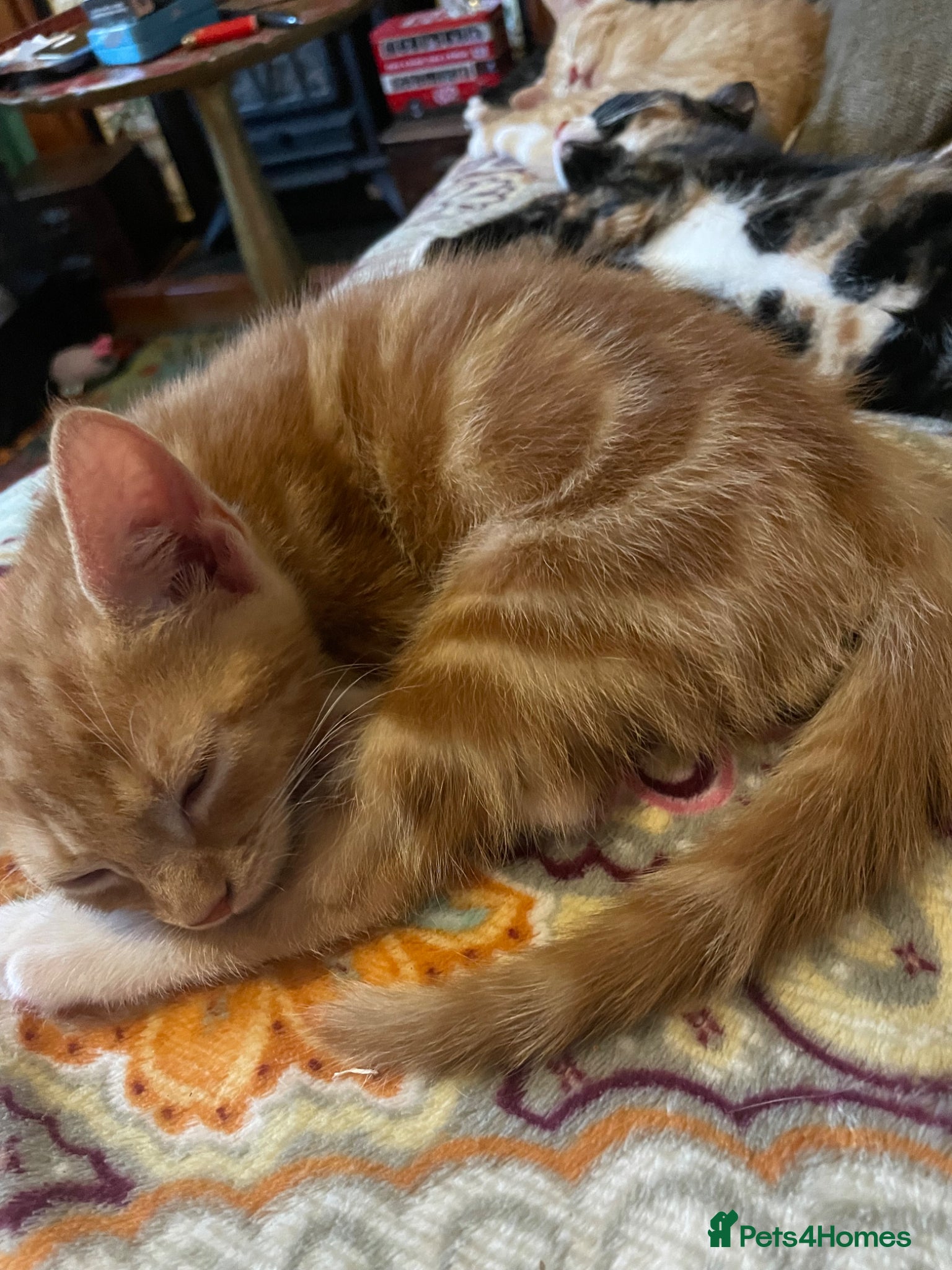 Mixed Breed cats for sale: Healthy kittens for sale  - Advert 3