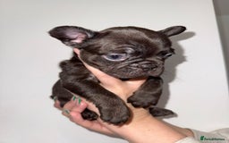 French Bulldog dogs for sale: Fluffy french bulldogs puppies - Image 15