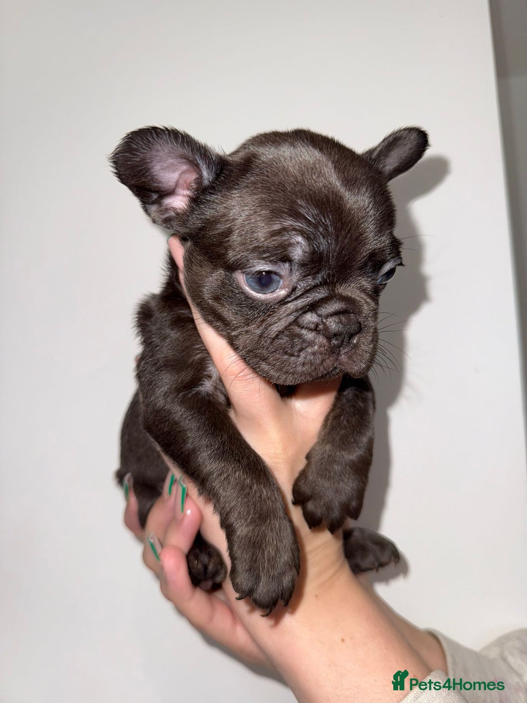 French Bulldog dogs for sale: Fluffy french bulldogs puppies - Image 15