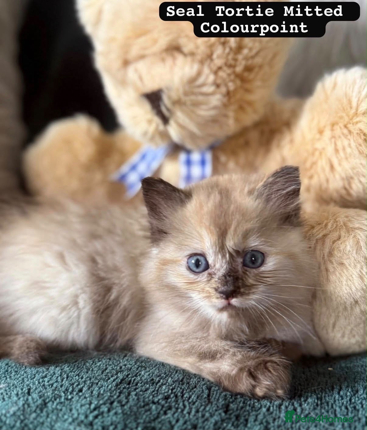 Ragdoll cats Ragdoll kittens - Advert 1