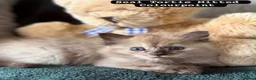 Ragdoll cats for sale: Ragdoll kittens - Advert 1