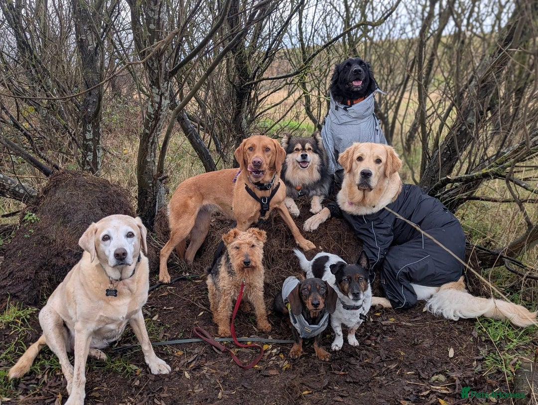 Golden Retriever dogs for sale: 1yr old American Golden Retriever for rehome  - Advert 8