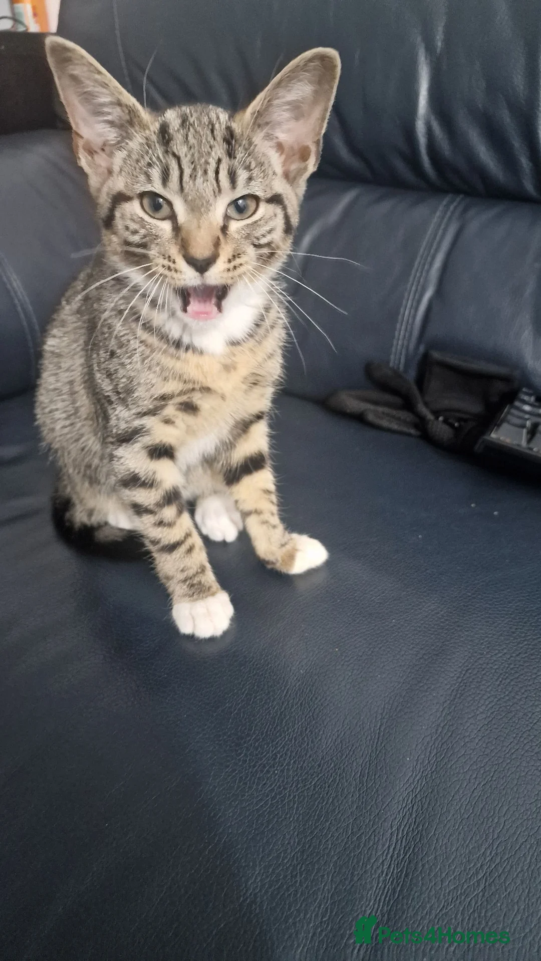 British Shorthair cats for sale: Beautiful cat  in London - Advert 6