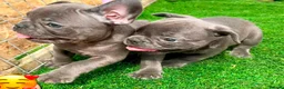 French Bulldog dogs for sale: Blue French bulldog puppies  - Advert 15