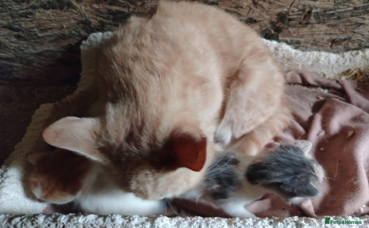 Mixed Breed cats - Advert 9