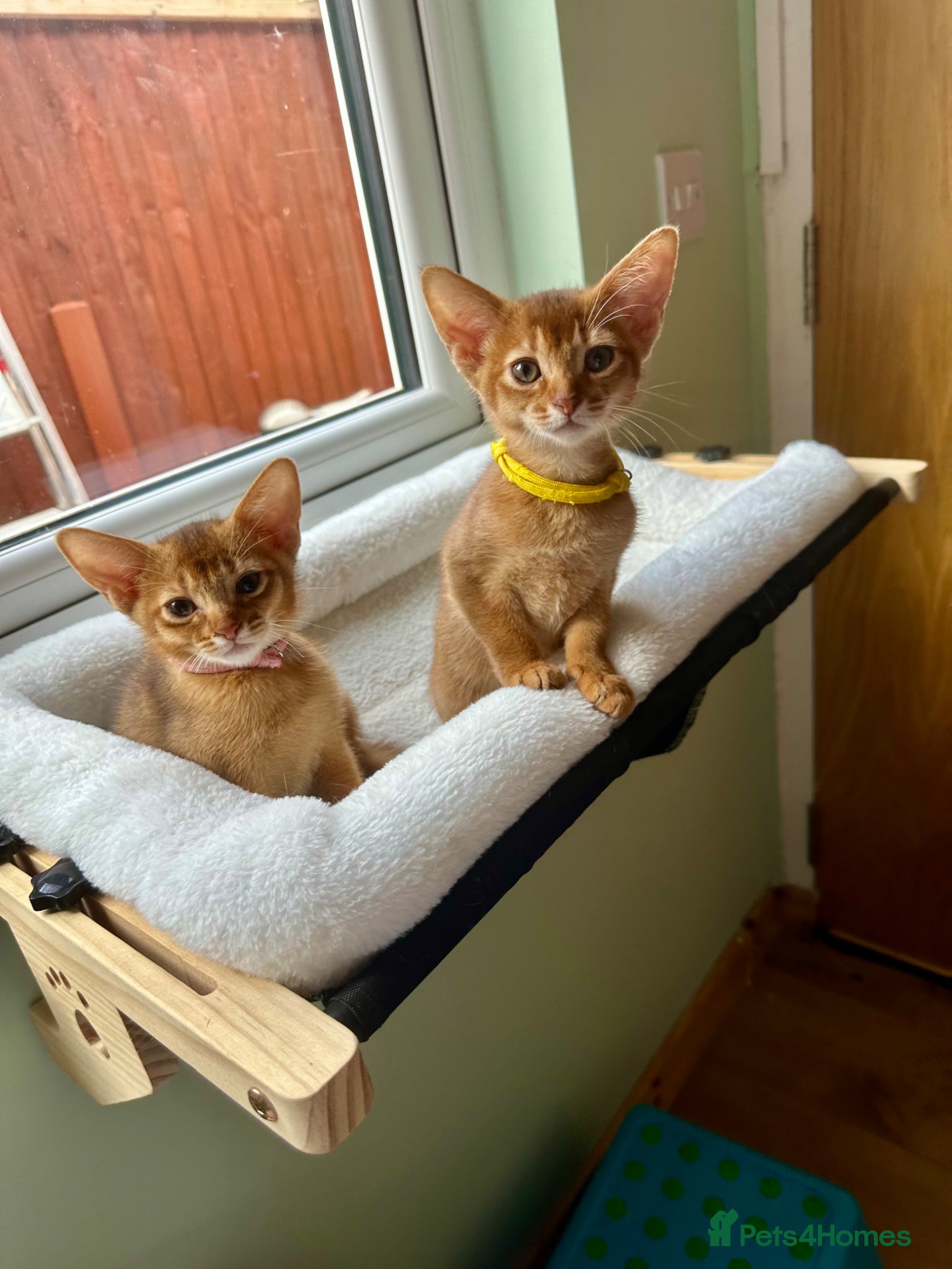 Abyssinian cats for sale: Abyssinian kittens  - Advert 8