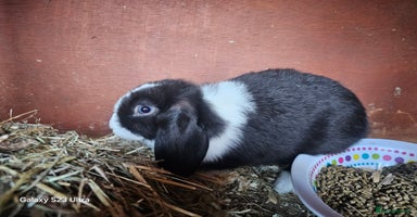 Mini Lop rabbits - Advert 5
