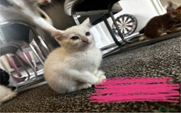 Mixed Breed cats for sale: 9 amazing kittens for rehoming (free) - Image 6