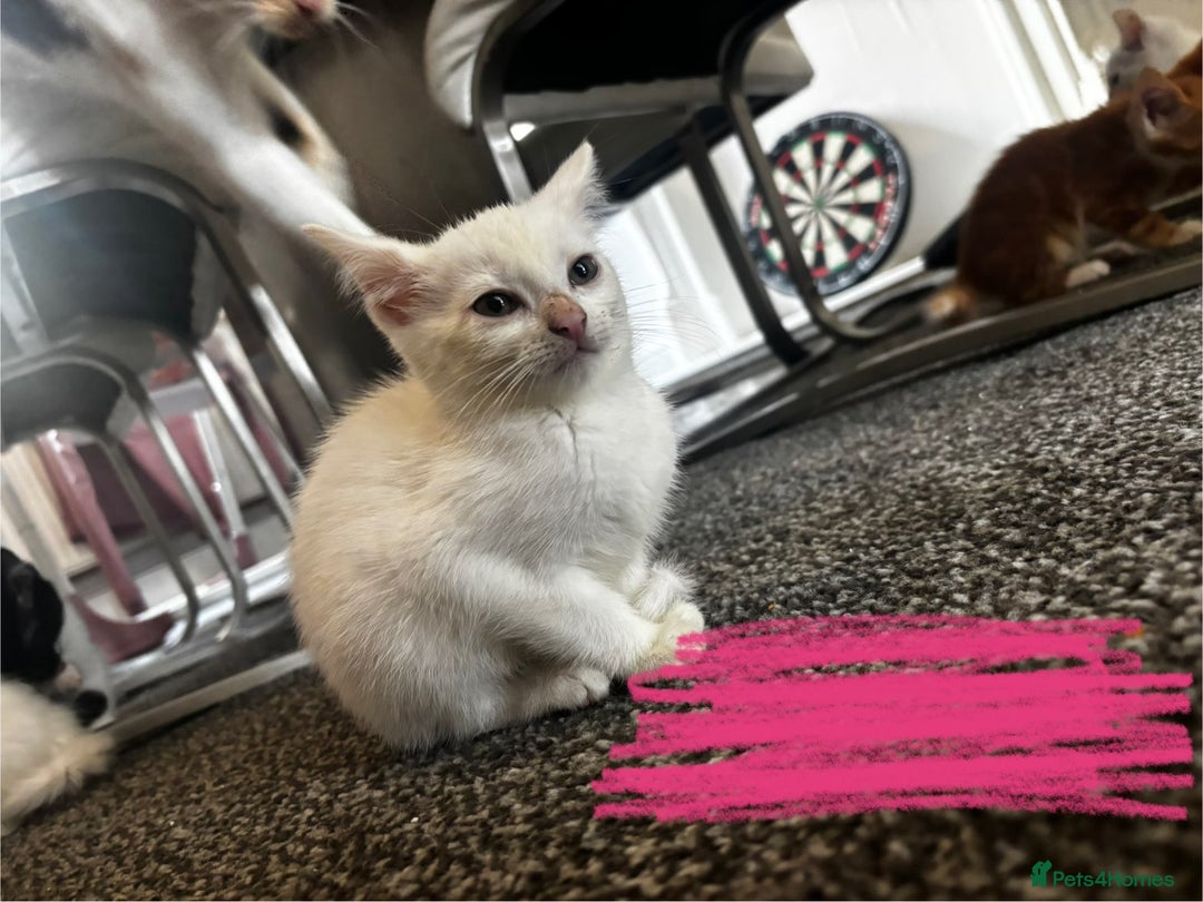 Mixed Breed cats for sale: 9 amazing kittens for rehoming (free) - Image 6