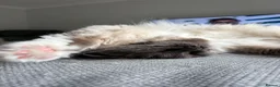 Ragdoll cats for sale: Loving Seal Point Ragdoll Looking For a New Home - Advert 5