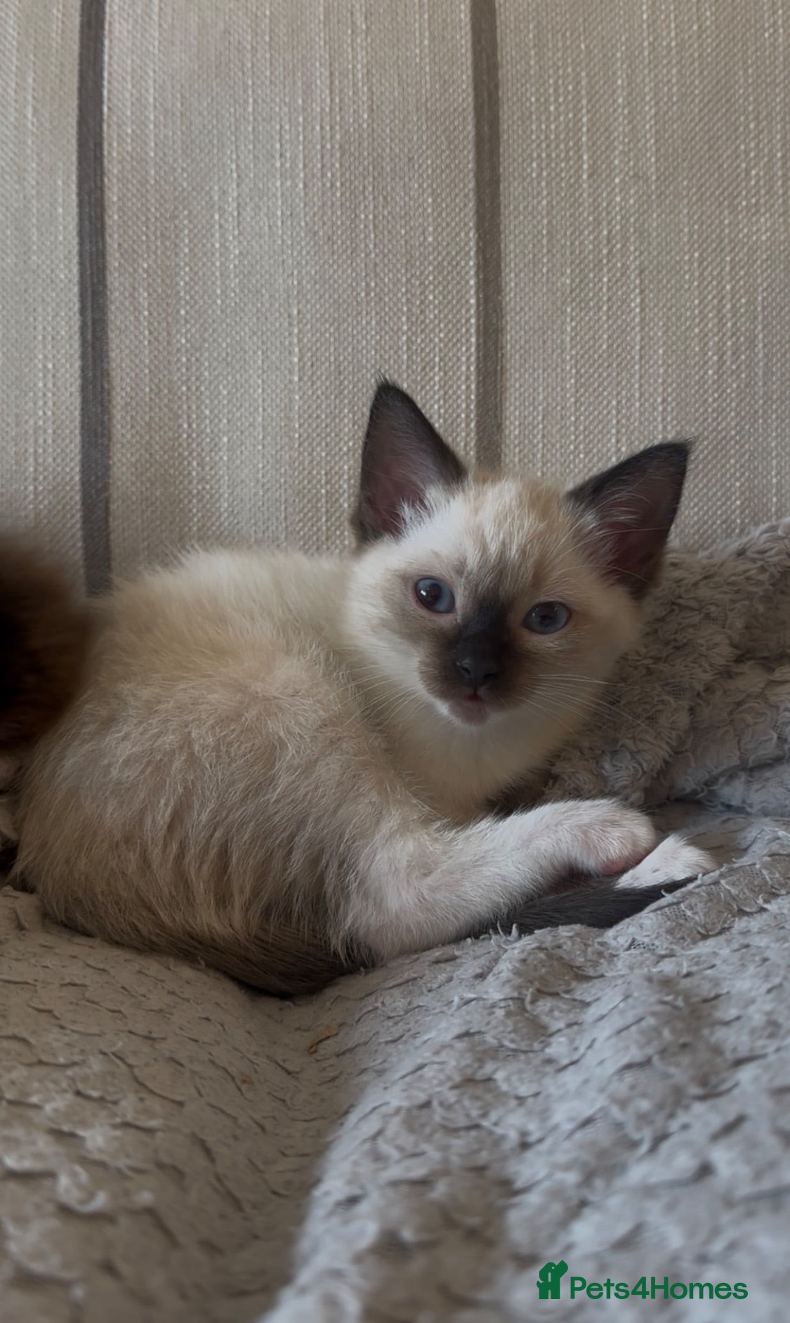 Siamese cats READY NOW HEALTH TESTED SIAMESE GIRLS  - Advert 1