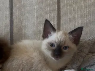 Siamese cats READY NOW HEALTH TESTED SIAMESE GIRLS - Advert 1