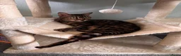 Bengal cats for sale: Miss Coco in Bala - Advert 6