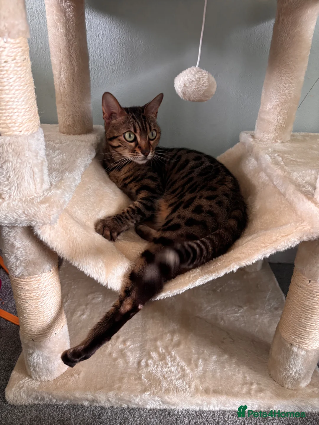 Bengal cats for sale: Miss Coco in Bala - Advert 6