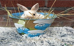 Lionhead rabbits for sale: lionhead  - Image 5