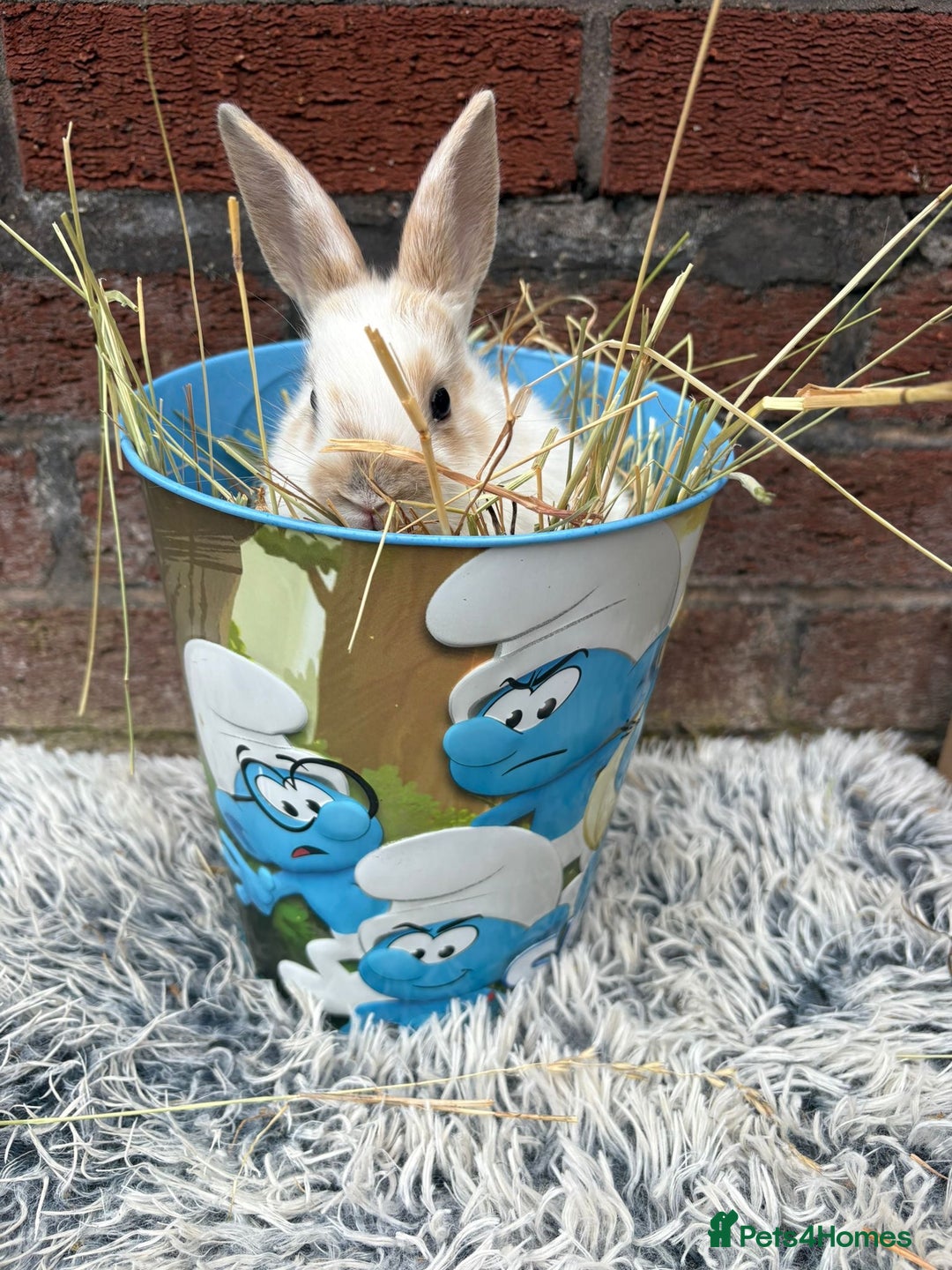 Lionhead rabbits for sale: lionhead  - Image 5