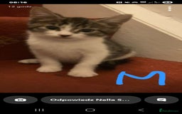 Mixed Breed cats for sale: 3 beautiful kittens - Image 5