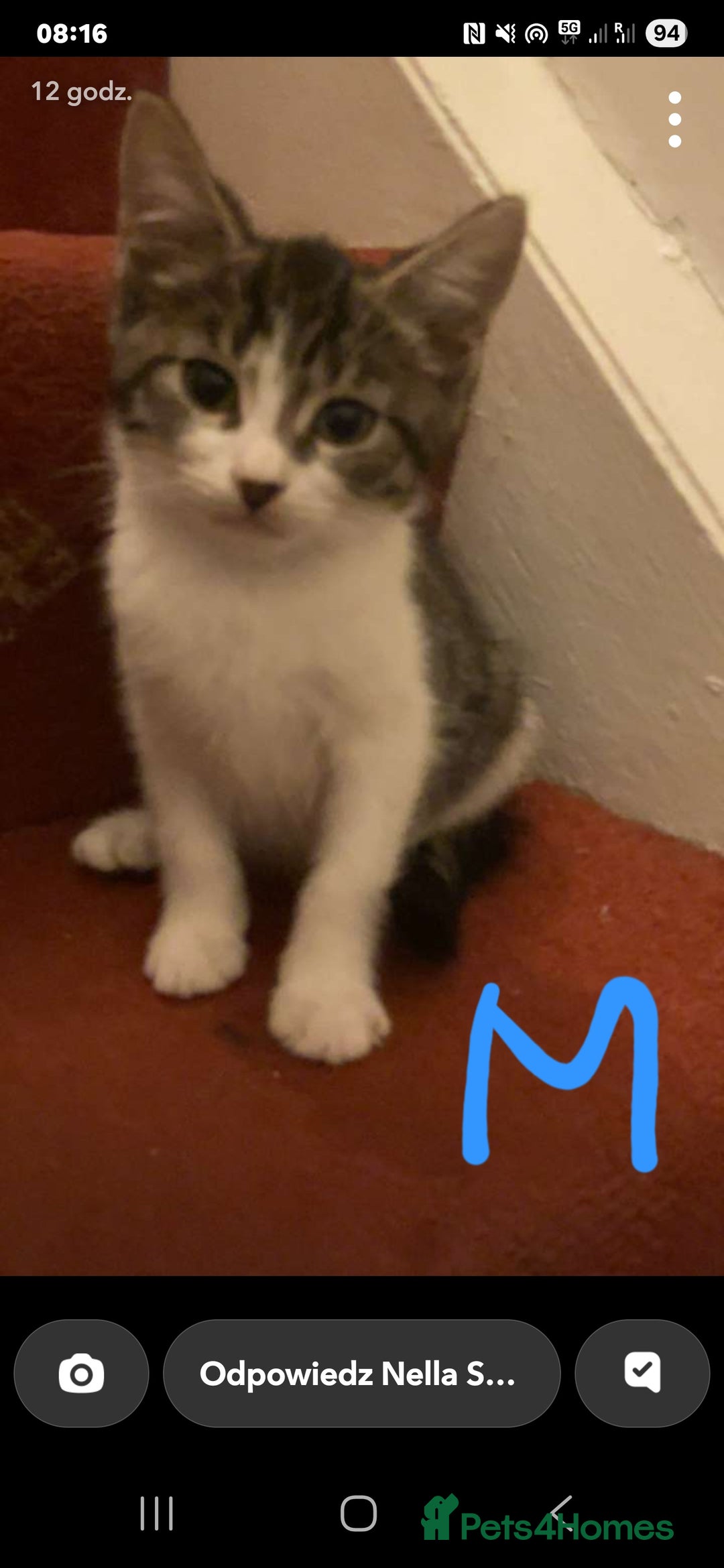 Mixed Breed cats for sale: 3 beautiful kittens - Image 5
