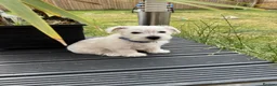 West Highland Terrier dogs for sale: I am ready for my for my forever home  - Advert 3