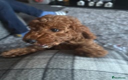 Mixed Breed dogs for sale: Female fb1 cockapoo - Image 2