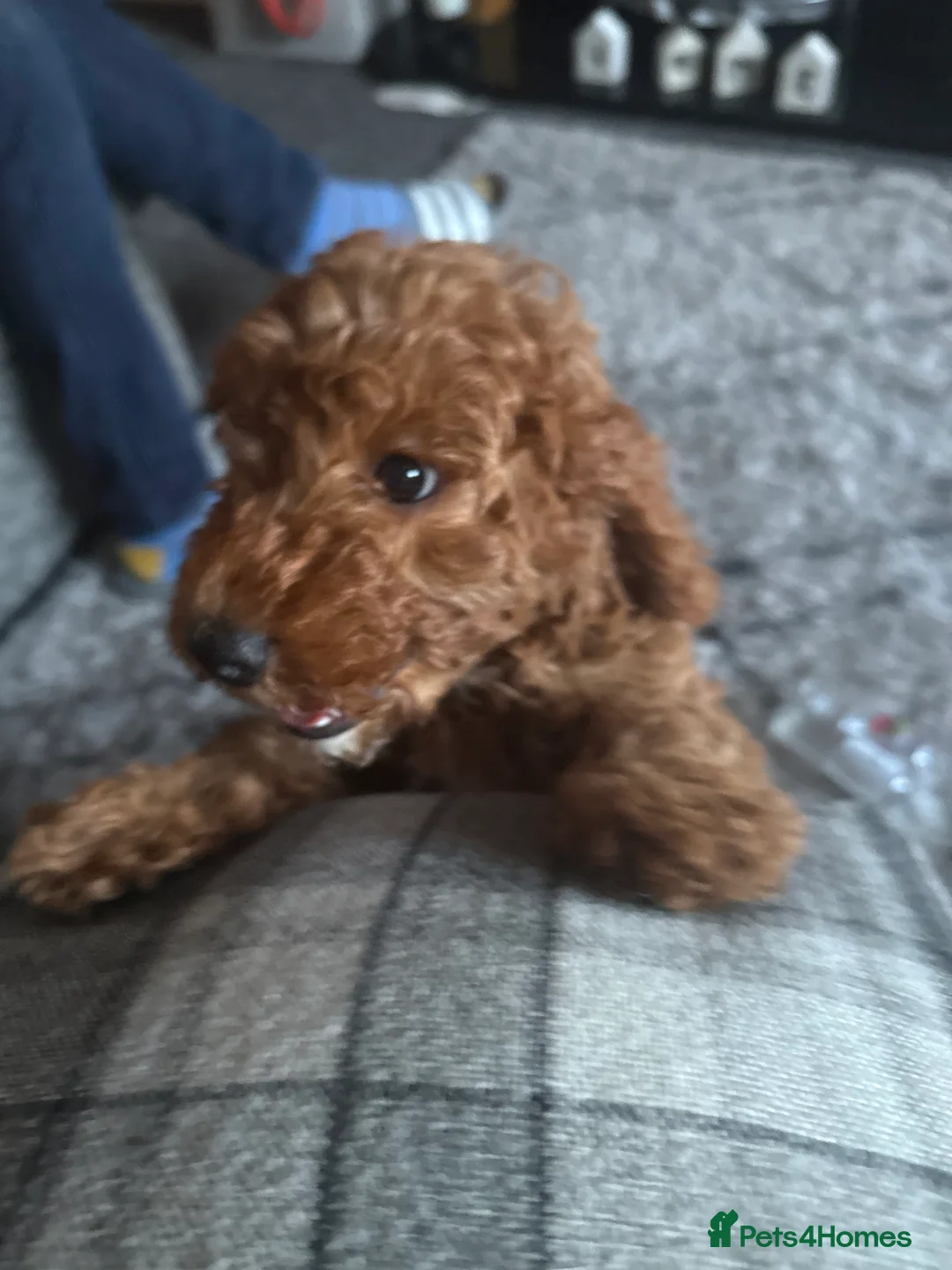 Mixed Breed dogs for sale: Female fb1 cockapoo - Advert 2