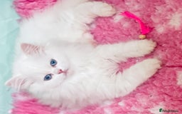 Persian cats for sale: Pure White Persian Girls BLUE EYES & full hearing - Image 33