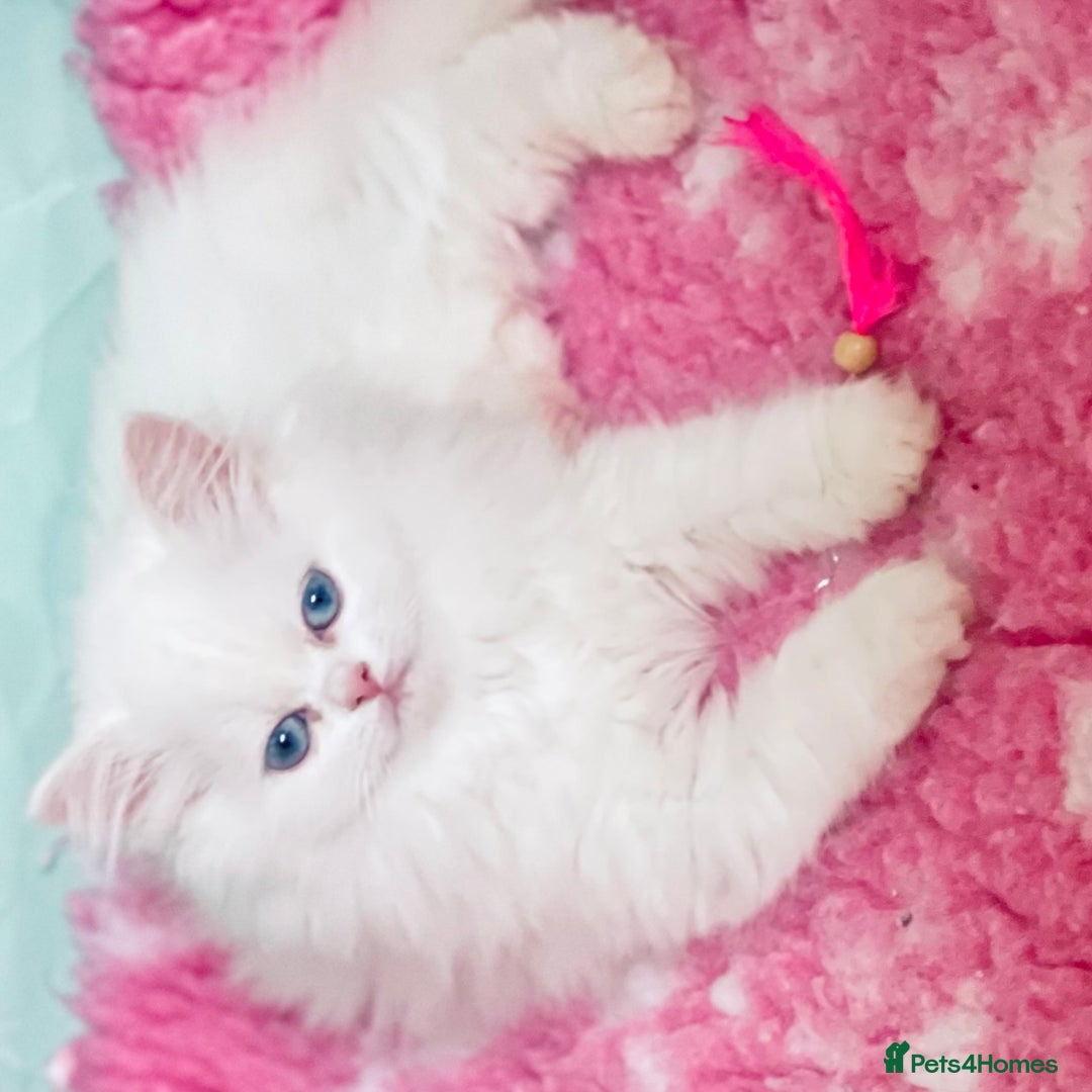 Persian cats for sale: Pure White Persian Girls BLUE EYES & full hearing - Image 33