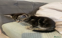 Mixed Breed cats for sale: Beautiful kitten  - Image 11