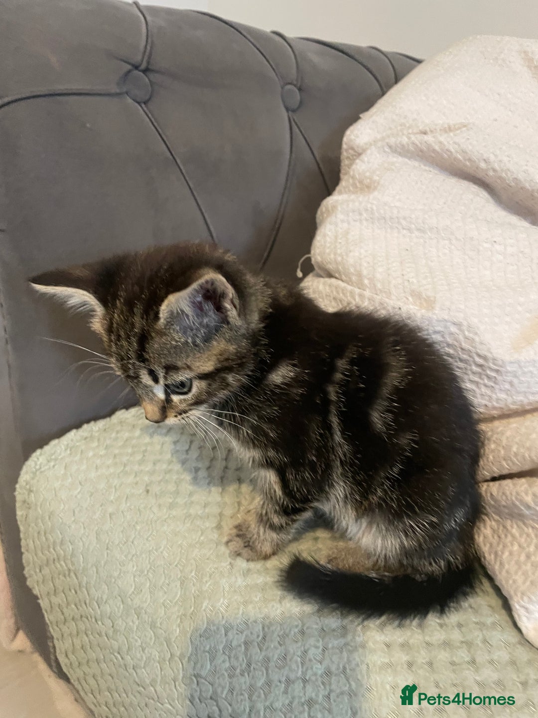 Mixed Breed cats for sale: Beautiful kitten  - Image 11
