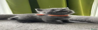 British Shorthair Kitten 3 orange 🧡
