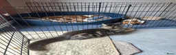 Cavalier King Charles Spaniel dogs for sale: KC Reg Cavalier Pups  - Advert 5