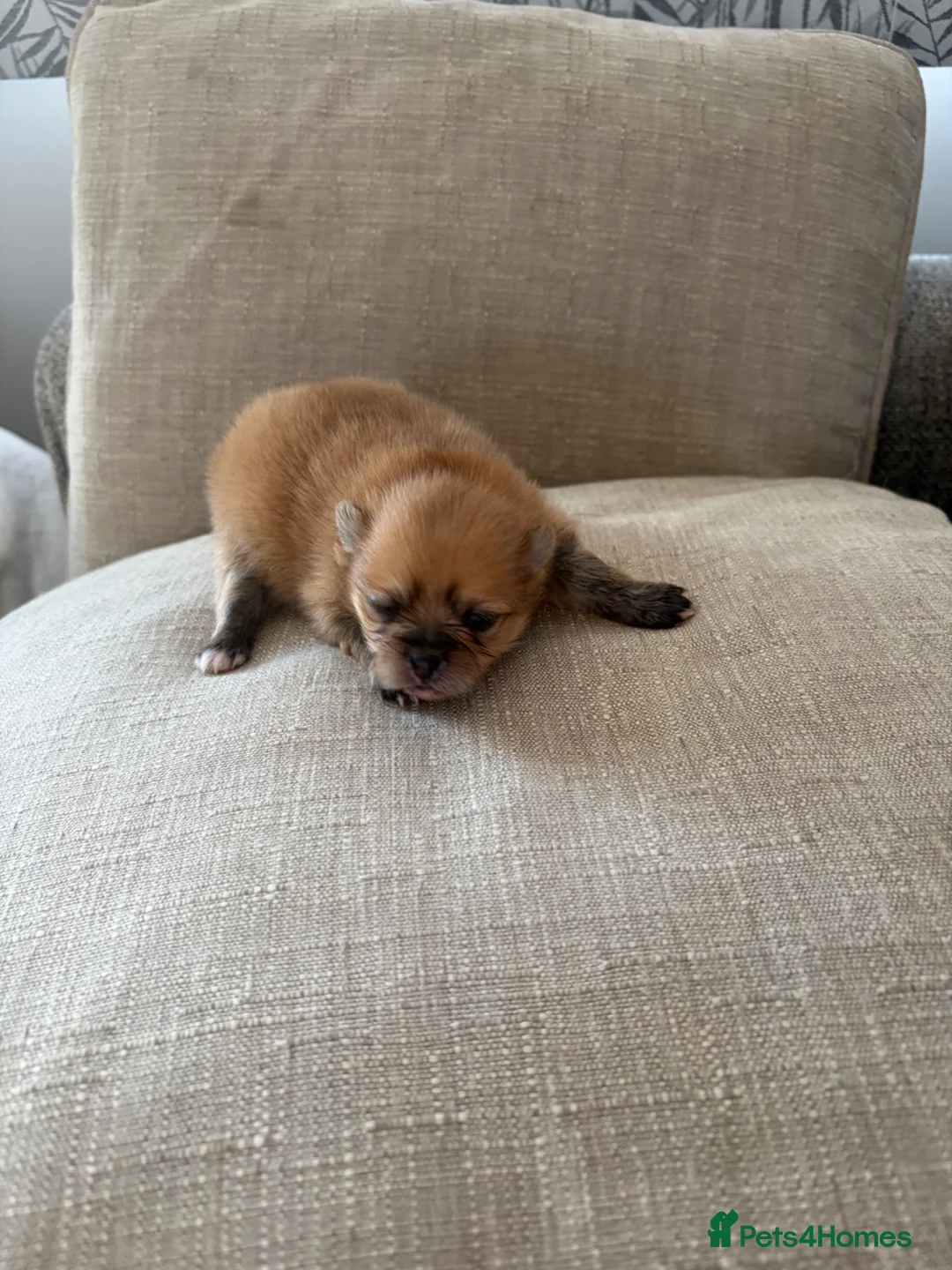 Pomeranian dogs for sale: Pomeranian puppies for sale - Advert 30