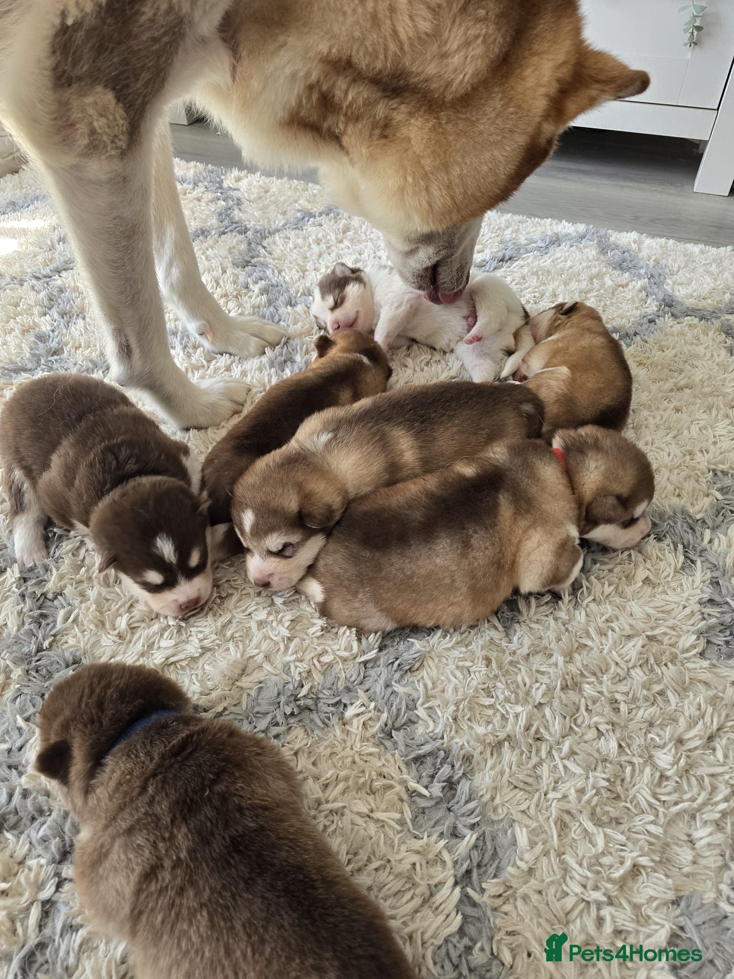 Alaskan Malamute dogs 7 Beautiful Alaskan Malamute Cross Puppies - Advert 6