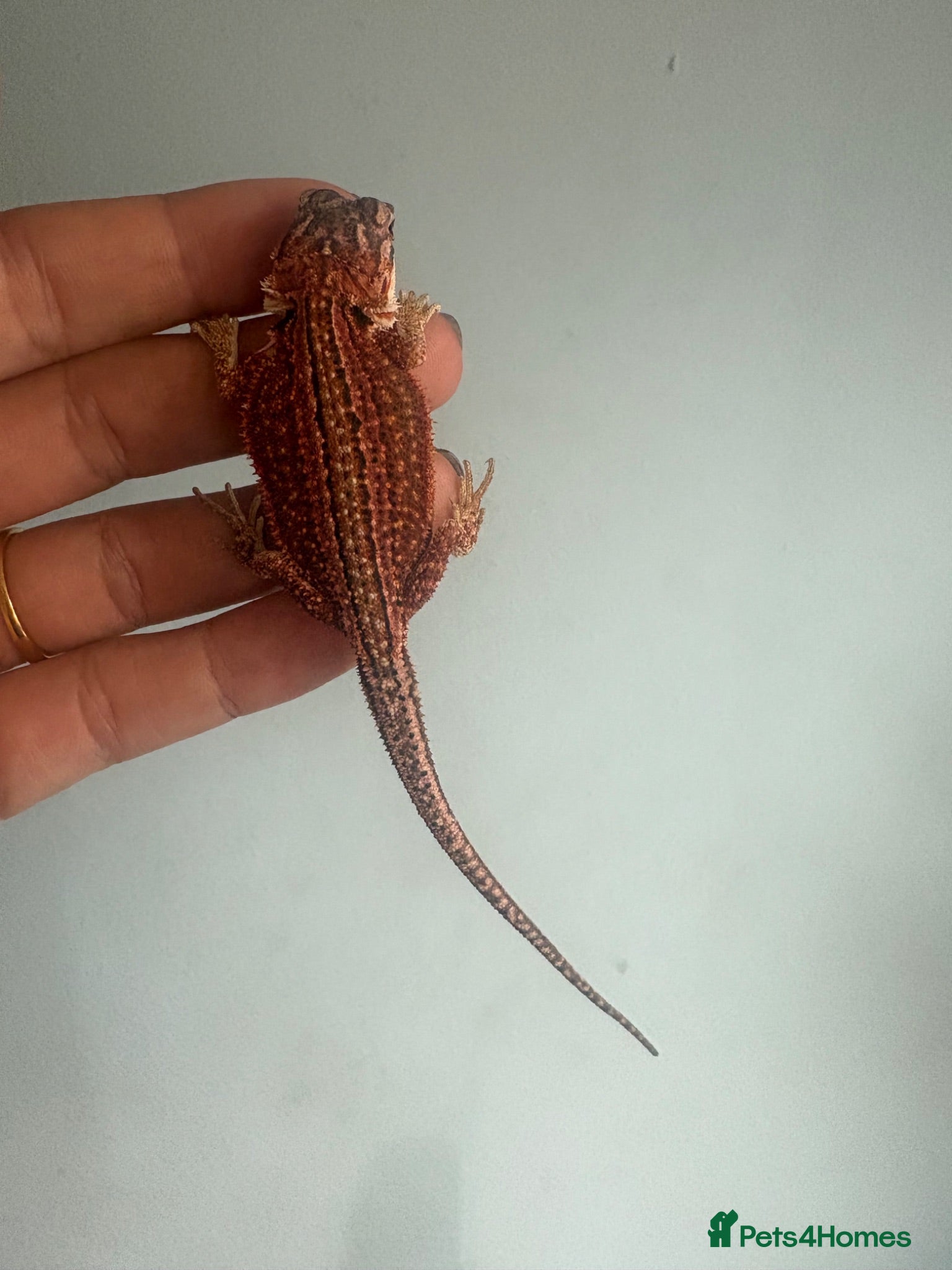 Bearded Dragon reptiles Very friendly dragons - Advert 1