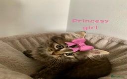 Siberian cats for sale: Siberian girl kittens ready for new home now - Image 4